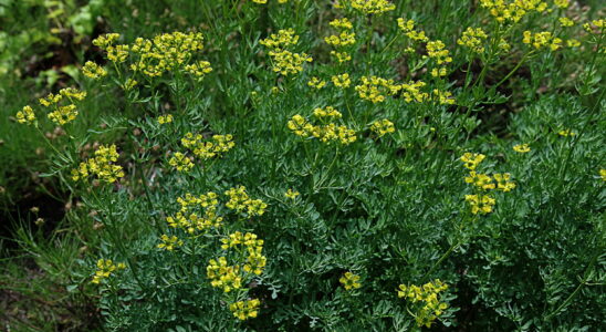 This funny named plant keeps flies and mosquitoes away almost