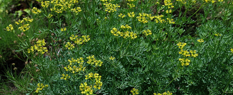 This funny named plant keeps flies and mosquitoes away almost