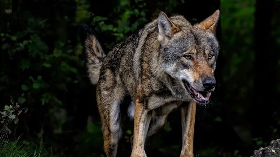 Tourists and recreationists stay away because of wolf Financial compensation