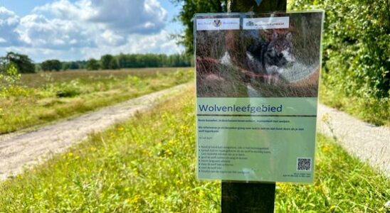 Turbulent wolf summer has political consequences Province of Utrecht is