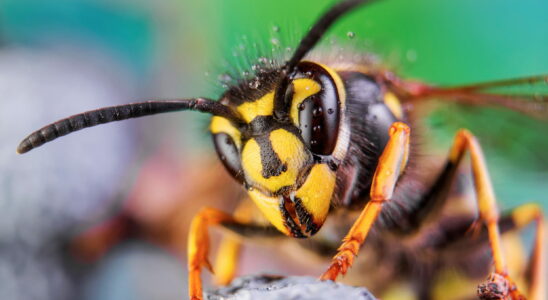 Wasps Hate It This Summer Vegetable Will Save Your Picnics