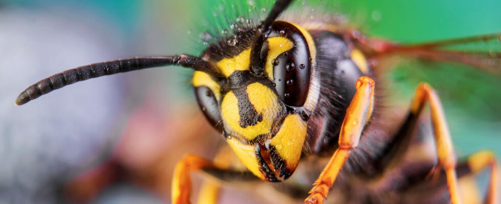 Wasps Hate It This Summer Vegetable Will Save Your Picnics