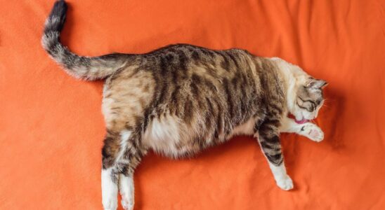 What if cats helped us fight obesity