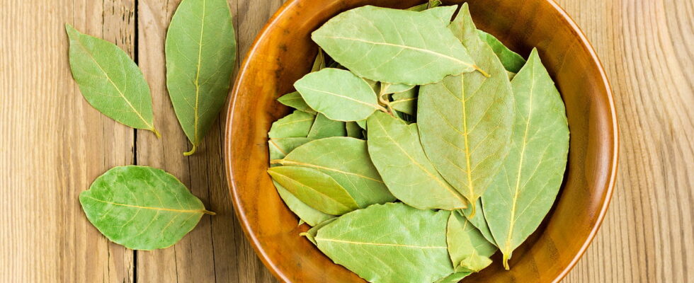 While bay leaf is often used in cooking to flavor