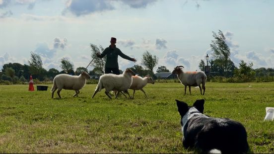 Who is the best sheep herder in the Netherlands The