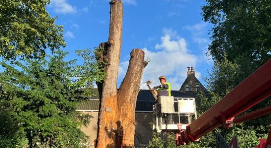 Ancient elm in Utrecht should have been removed until tree