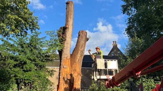 Ancient elm in Utrecht should have been removed until tree