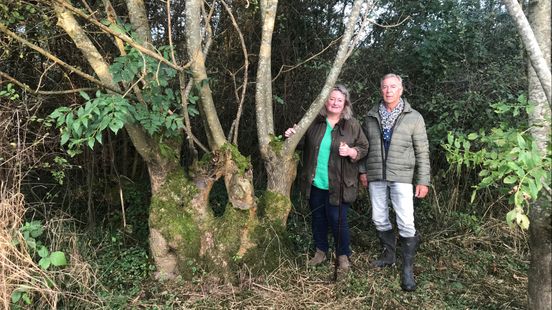 Ancient tree from Overlangbroek nominated for Tree of the Year