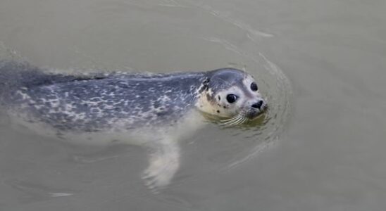 Another seal in the Lek There is good quality fish