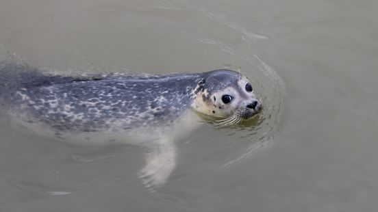 Another seal in the Lek There is good quality fish