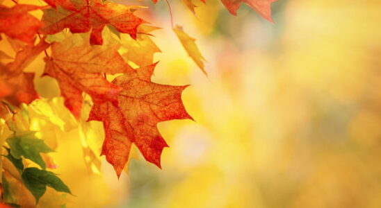 Autumn Equinox 2024 When and Why Do Leaves Fall