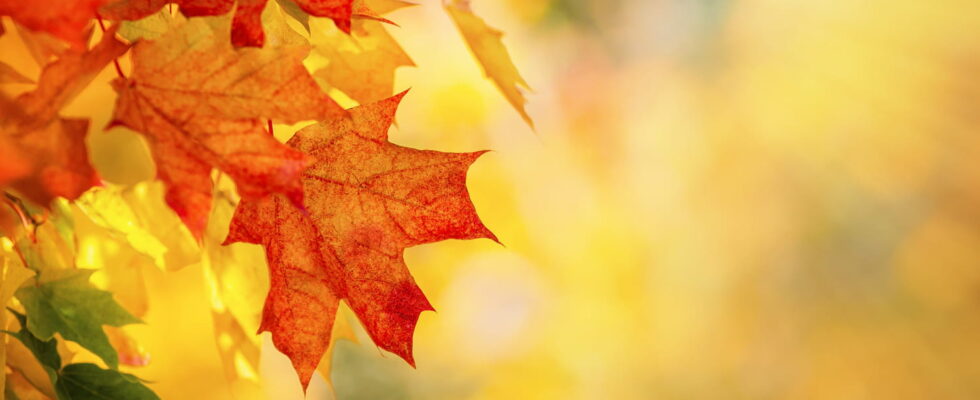 Autumn Equinox 2024 When and Why Do Leaves Fall