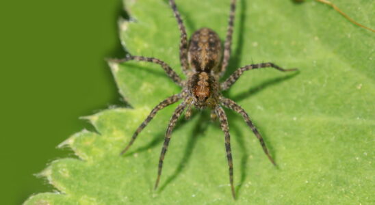 Be careful this plant attracts spiders many have it at