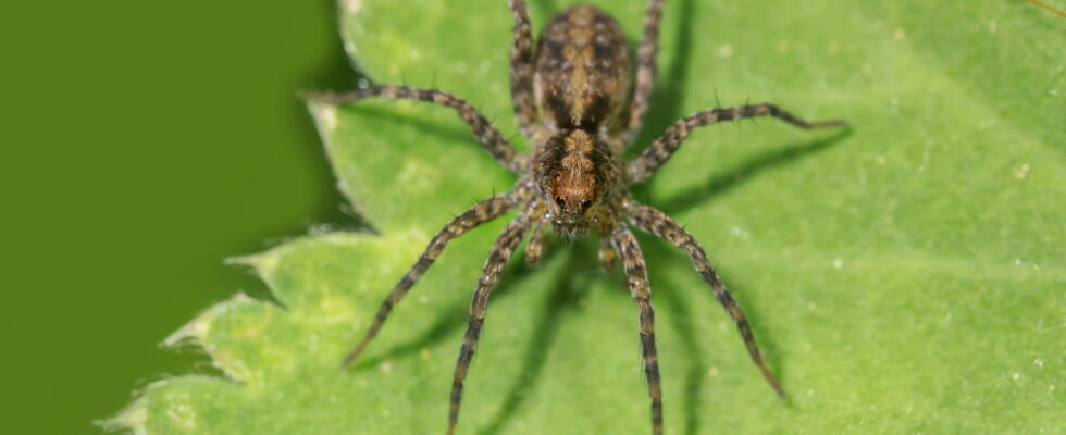 Be careful this plant attracts spiders many have it at