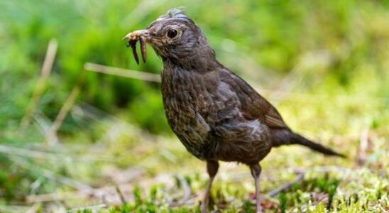 Big difference in knowledge about nature between young and old