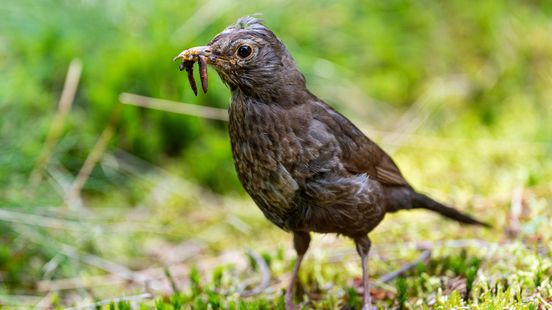 Big difference in knowledge about nature between young and old