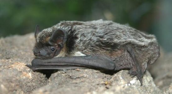 Blonde bat seen again in Maarssenbroek which has consequences for