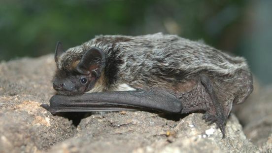 Blonde bat seen again in Maarssenbroek which has consequences for