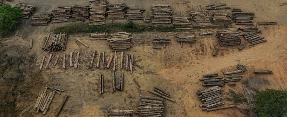 Brazil calls for postponement of European law on imported deforestation