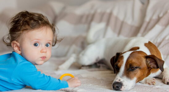 Camera Captures Funny Moment Between Dog And Two Babies Parents