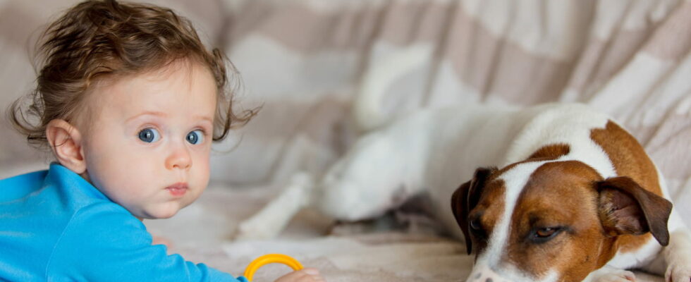 Camera Captures Funny Moment Between Dog And Two Babies Parents