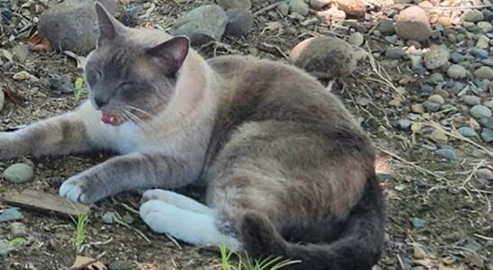 Cat disappeared on a trip turned up 150 miles