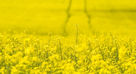 China to launch unfair competition investigation into Canadian rapeseed