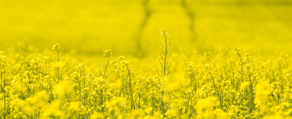 China to launch unfair competition investigation into Canadian rapeseed