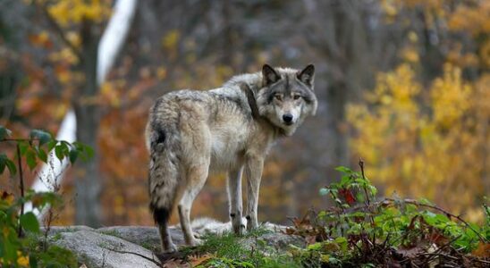 Criticism of provincial approach to wolves We want clarity and