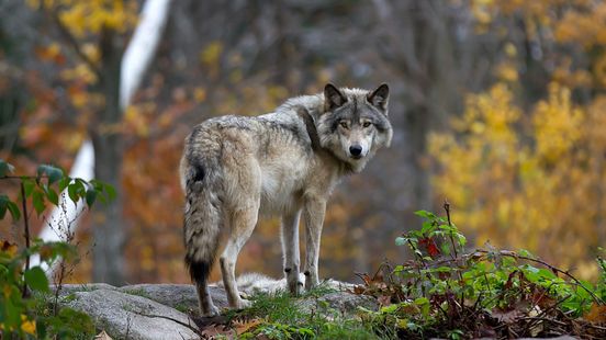 Criticism of provincial approach to wolves We want clarity and