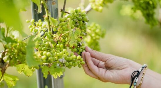 Disappointing harvest for Utrecht wine growers But perhaps better quality