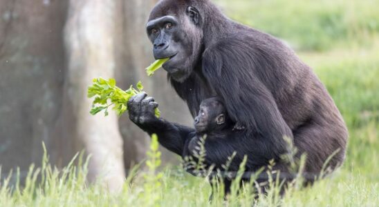 Discovery of new antibiotic molecules thanks to gorillas a revolution