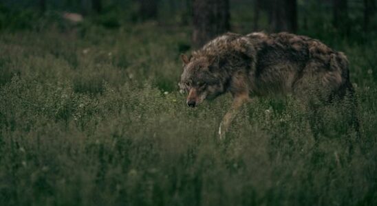 EU countries vote to lower wolf protection status