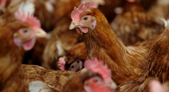 First case of bird flu detected in humans without contact