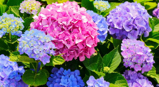 Free gardeners advice to bring faded hydrangeas back to life