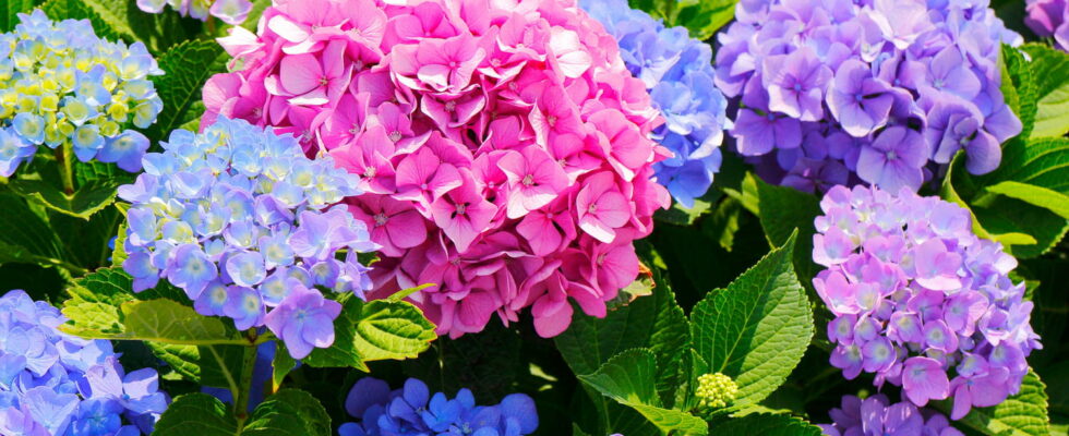 Free gardeners advice to bring faded hydrangeas back to life