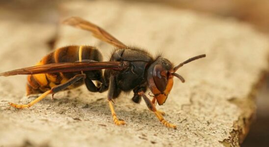 Hiker Killed by Asian Hornets Dr Kierzeks Advice to Avoid