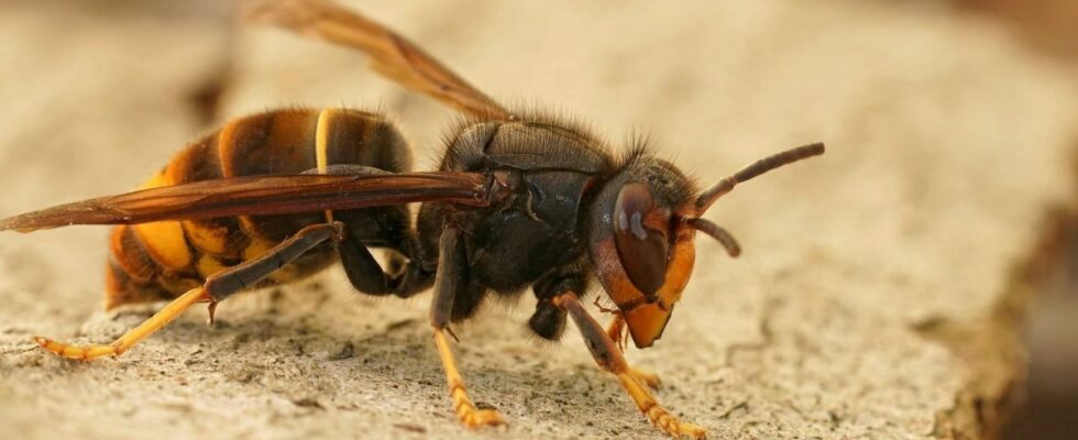 Hiker Killed by Asian Hornets Dr Kierzeks Advice to Avoid