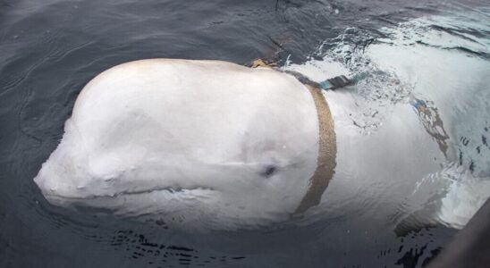 Hvaldimir the famous beluga spy found dead in Norway