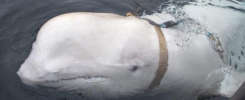 Hvaldimir the famous beluga spy found dead in Norway