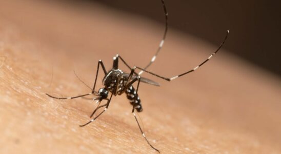 Imminent tiger mosquito epidemic in France ANSES estimates high risk