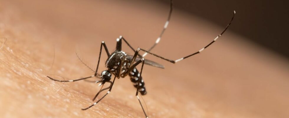 Imminent tiger mosquito epidemic in France ANSES estimates high risk