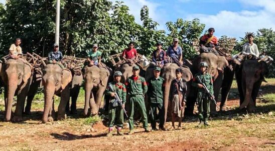 In the midst of conflict rebel armed groups recover elephants