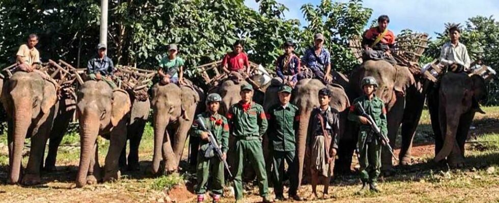 In the midst of conflict rebel armed groups recover elephants