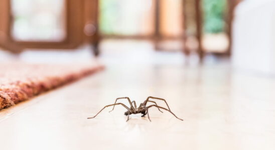 Keep Spiders Out of Your Home With This Kitchen Ingredient