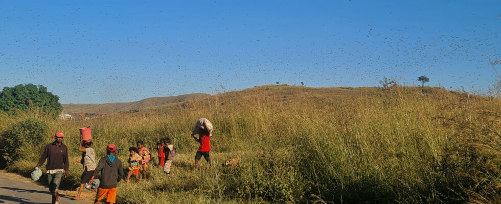 Like the Bara a researcher proposes to treat locusts as