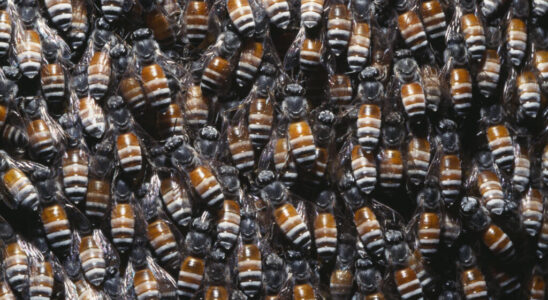 Malta discovers and destroys a colony of dwarf bees a