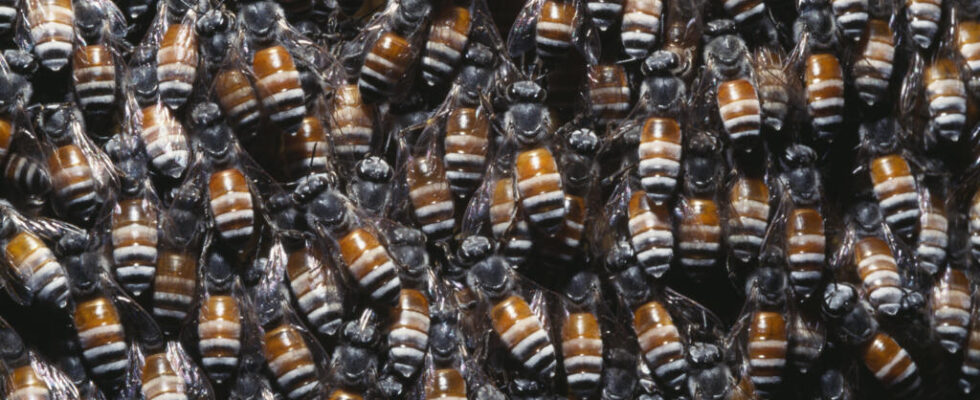 Malta discovers and destroys a colony of dwarf bees a