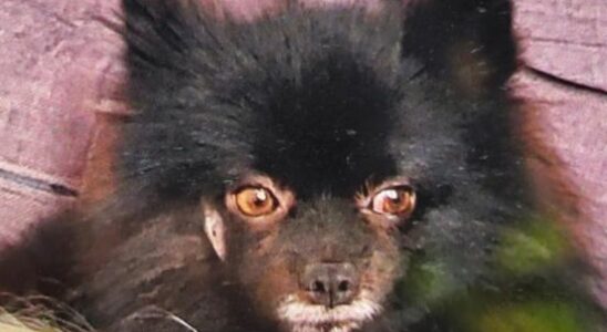 Missing Pomeranian Pino Lured Home With Trail of Meat Broth