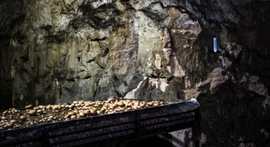 Mushrooms in Paris the story of a heritage in danger